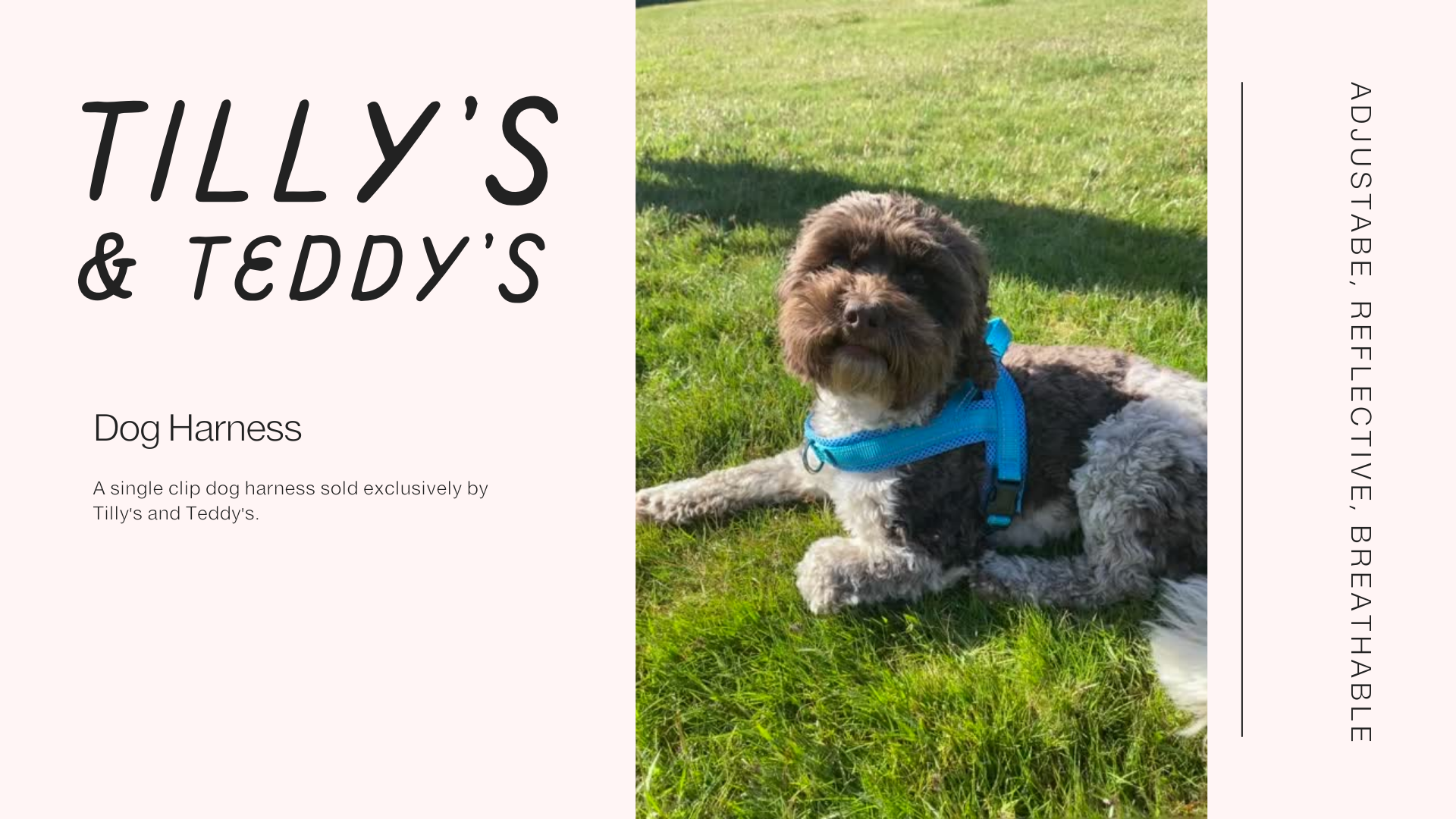 Load video: Tilly&#39;s and Teddys exclusive dog harness. Adjustable, reflective and breathable.