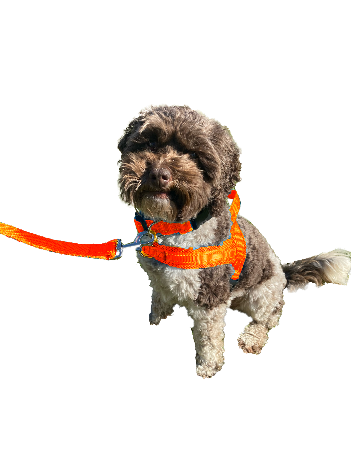 One clip dog harness