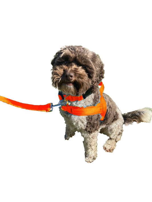 One clip dog harness